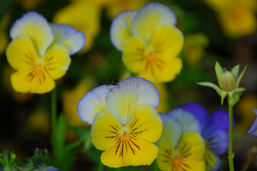 蓝色黄黄色花朵植物群花瓣花园图片