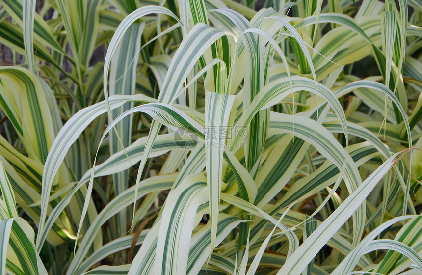 叶绿素共生蜘蛛工厂园艺植物条纹绿色图片