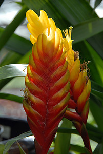 红黄黄姜花背景图片
