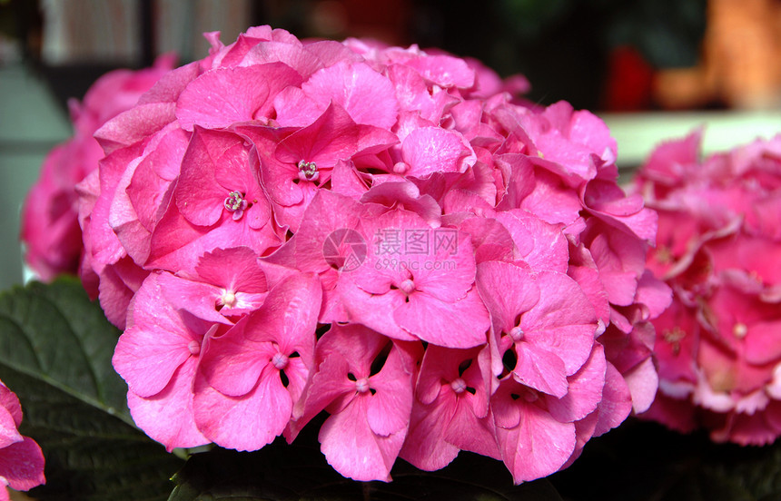 粉色花朵绣球花植物群生长花园园艺图片