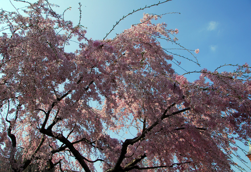 樱花花树白色蓝色粉色公园植物天空季节性花园图片