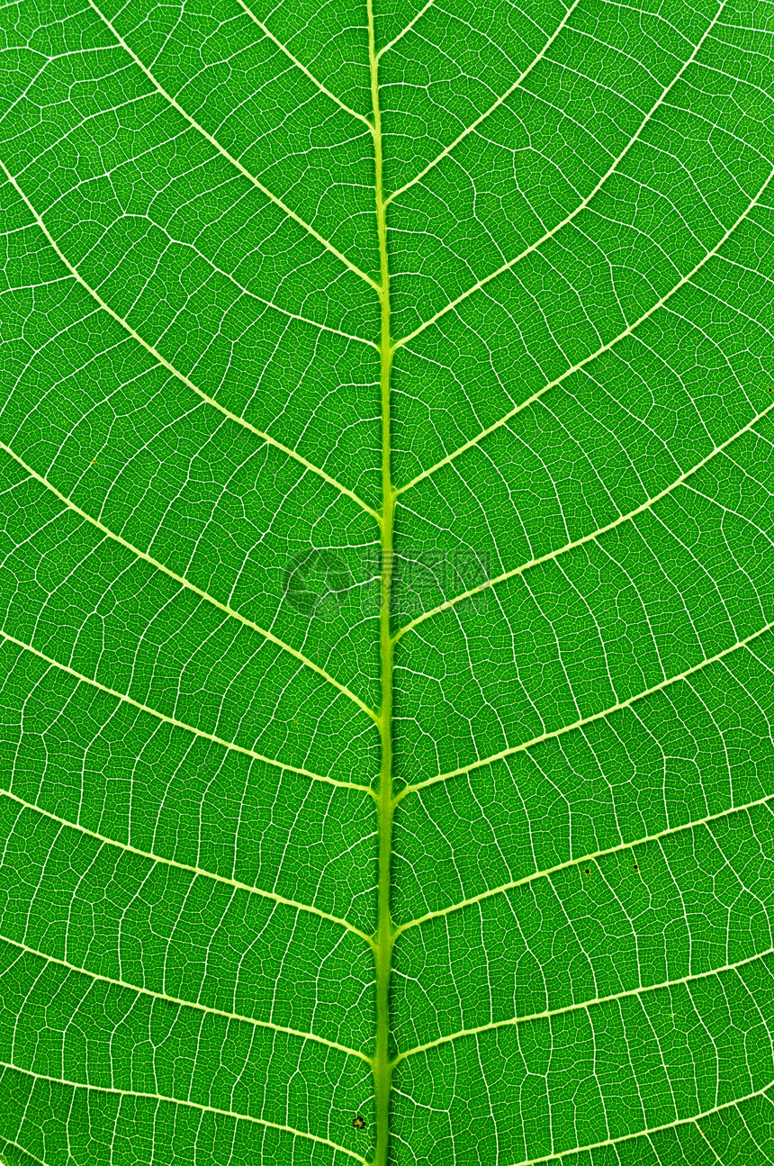 绿叶宏观叶子细胞绿色植物图片