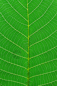 绿叶宏观叶子细胞绿色植物背景图片