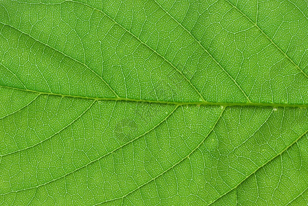 绿叶宏植物细胞叶子宏观绿色背景图片