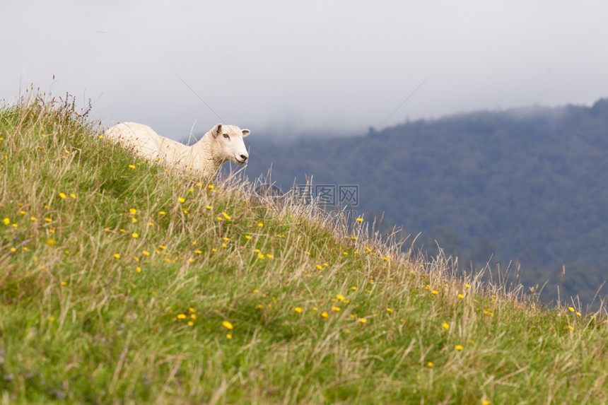 牧羊群靠肥沃的草原山坡为生图片