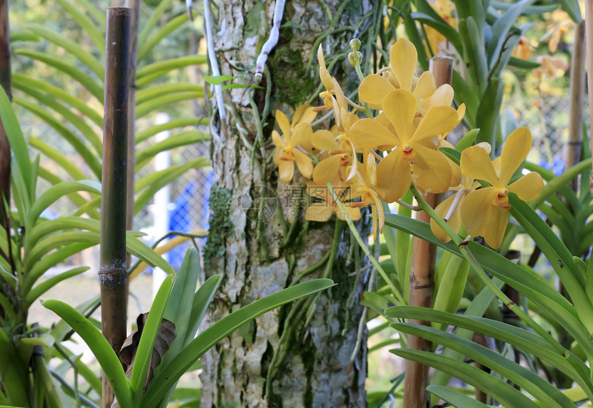 兰花紫色花束石斛花瓣植物学植物群绿色热带图片