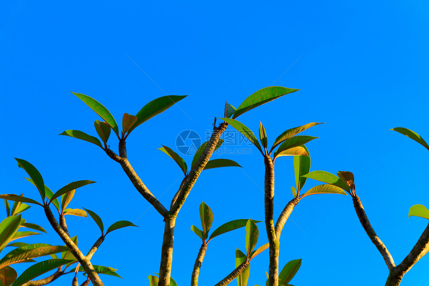 树叶和树枝晴天环境枝条生活叶子植物学太阳植物棕色生长图片