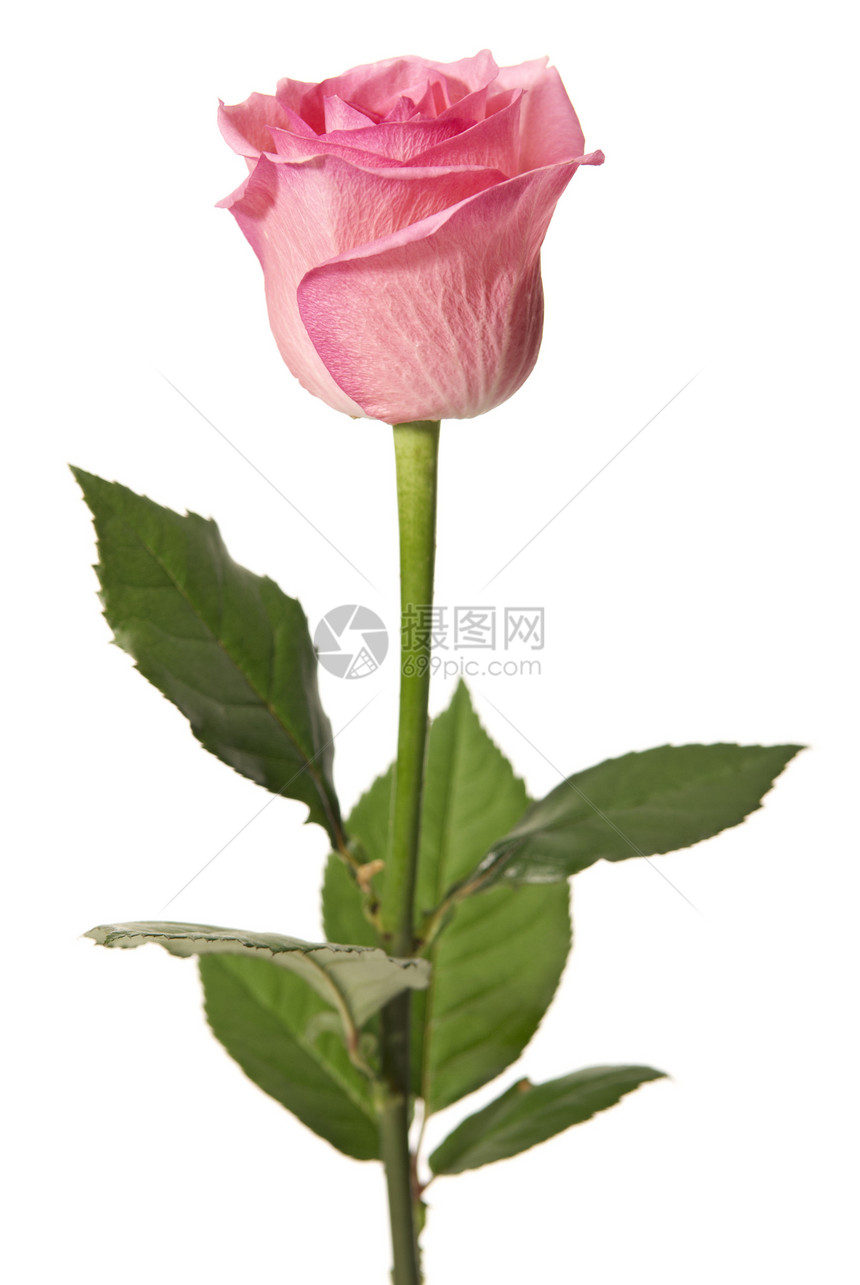 玫瑰花头花瓣摄影绿色植物影棚周年礼物纪念日季节图片