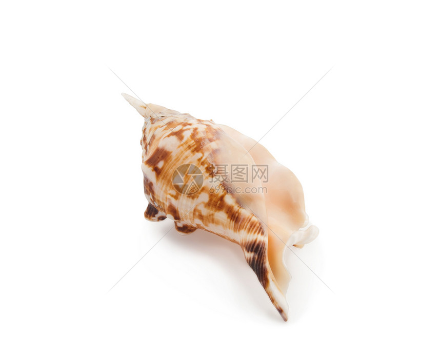 海壳海洋白色装饰海滩纪念品贝壳温泉风格野生动物图片