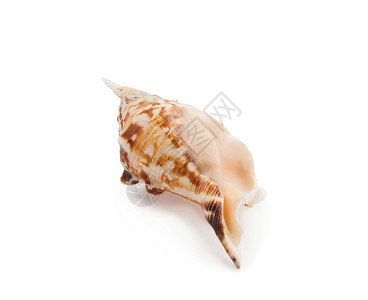 海壳海洋白色装饰海滩纪念品贝壳温泉风格野生动物背景图片