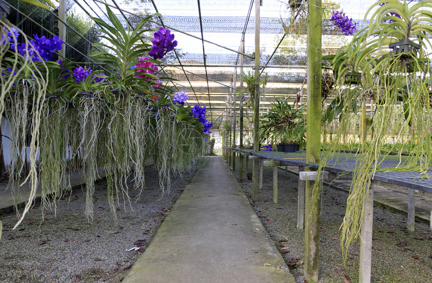 兰花花园植物学热带花束紫色花瓣石斛绿色植物群图片