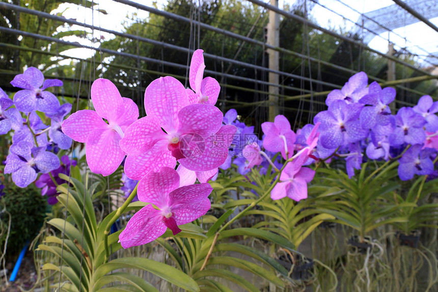 兰花绿色花瓣热带植物学花束植物群石斛紫色图片