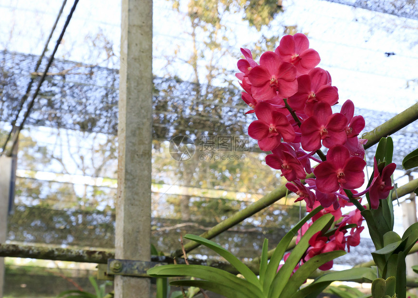 兰花石斛花束绿色热带花瓣植物群红色植物学图片