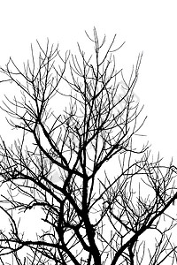 树枝的轮廓戏剧性白色木头植物背景图片