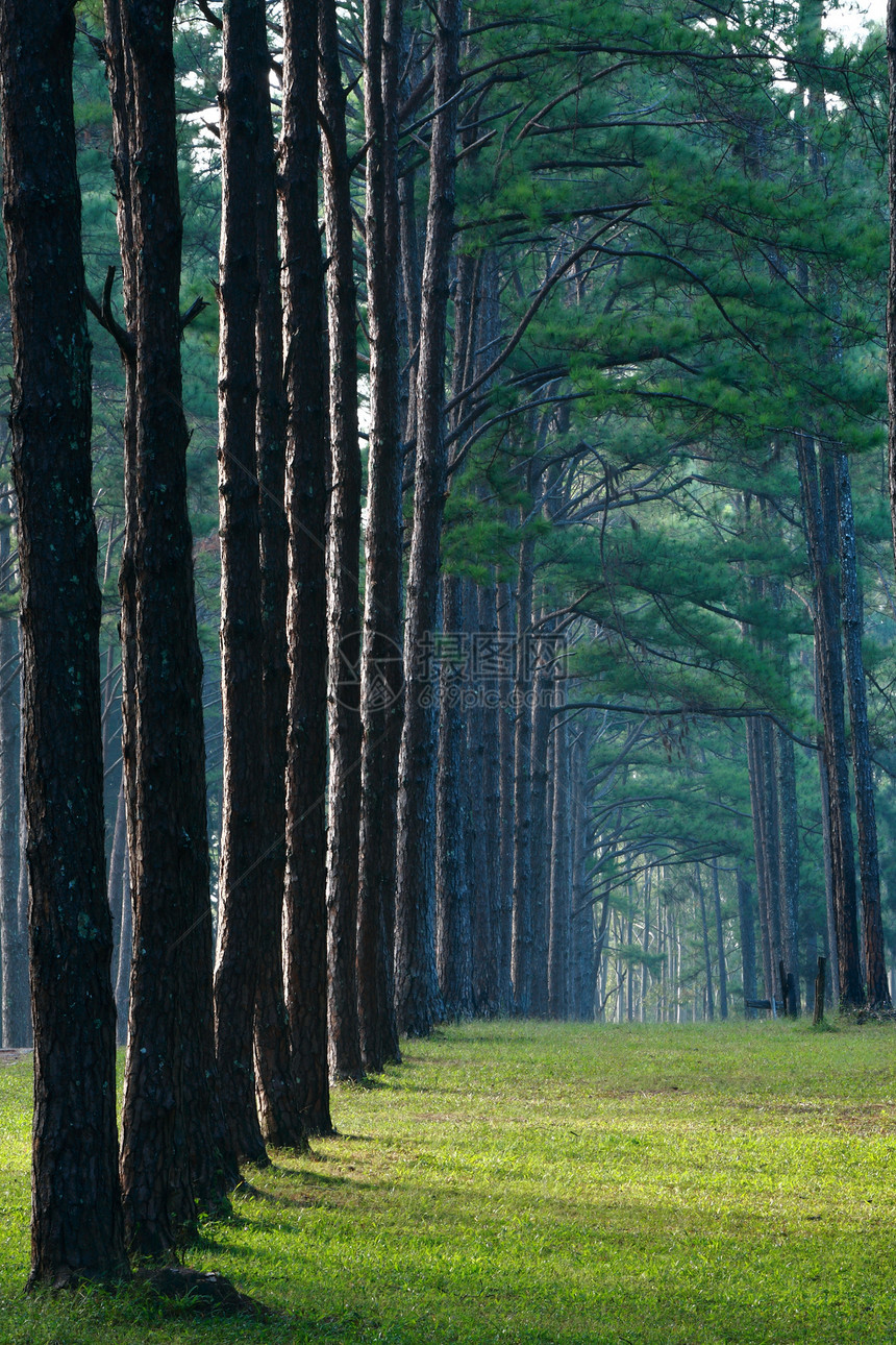 路径松树图案场景木材阳光木头环境树干叶子植物阴影森林图片