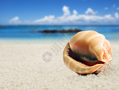 沙滩上一个美丽美美的海贝壳野生动物旅行生物流浪者贝类环境热带海洋宝藏支撑背景图片