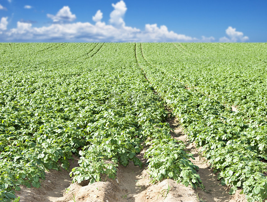 a 带天空和云的土豆田花园植物蔬菜园艺食物生长土地生物学经济农场图片