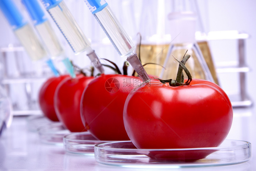 遗传研究营养基因化学科学生物实验科学家食物化学品西红柿图片