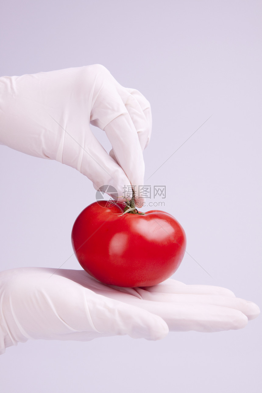 遗传研究科学化学注射器技术水果实验室基因西红柿生物注射图片