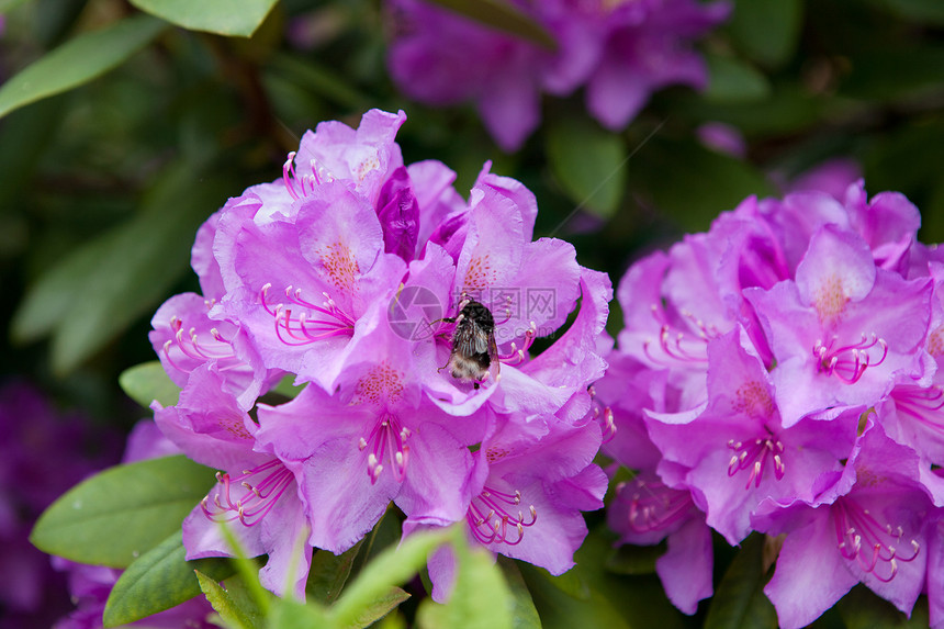 蜜蜂在花朵上紫色季节衬套蓝色植物学植物群叶子植物花瓣花园图片