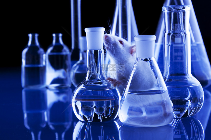 动物动物实验黑色白色烧瓶遗传试管测试老鼠实验室图片