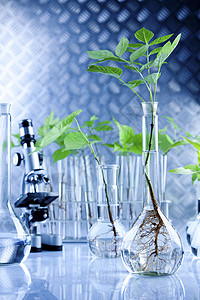 实验室中的幼苗生物学蓝色叶子实验科学植物群植物生物药剂学测试背景图片