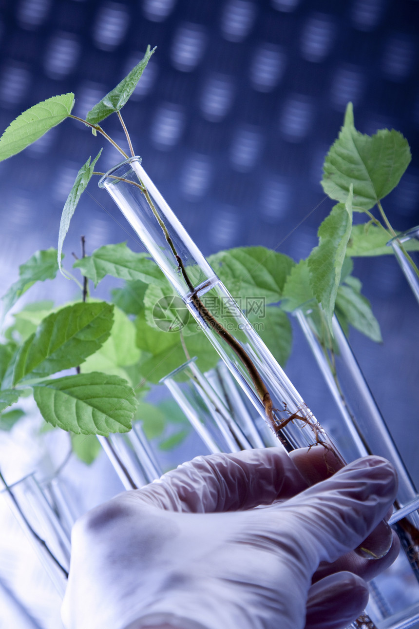 实验室中的幼苗实验生态科学玻璃微生物学化学植物测试生物植物群图片