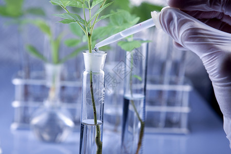 实验室中的幼苗实验蓝色叶子工程生长生物植物群化学品化学微生物学背景图片