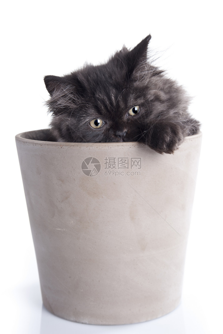 永海长毛猫猫科动物白色眼睛宠物哺乳动物灰色胡须长发小猫工作室图片