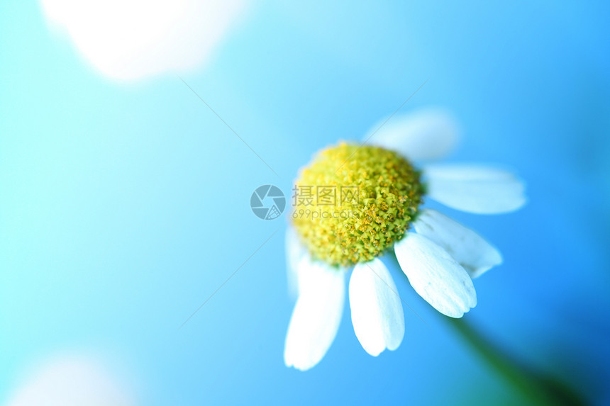 谢米米尔黄色宏观洋甘菊白色压痛卡片草地雏菊蓝色植物群图片