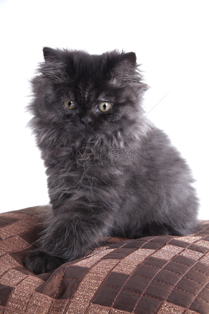 永海长毛猫哺乳动物灰色条纹猫科动物胡须白色眼睛毛皮宠物工作室图片