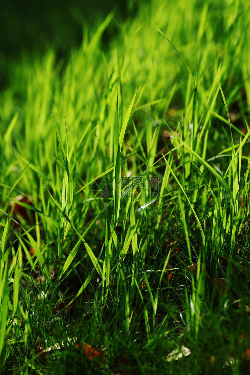绿绿草精神草地太阳草本植物生活阳光植物植物群宏观生长图片