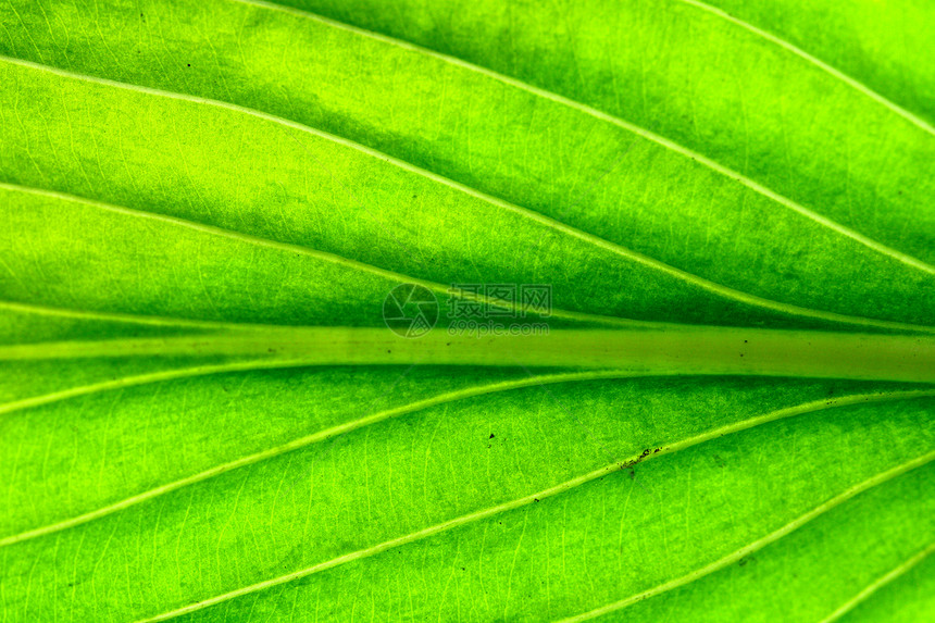 绿叶宏观绿色生活植物生长花园植物学活力刀刃叶子图片