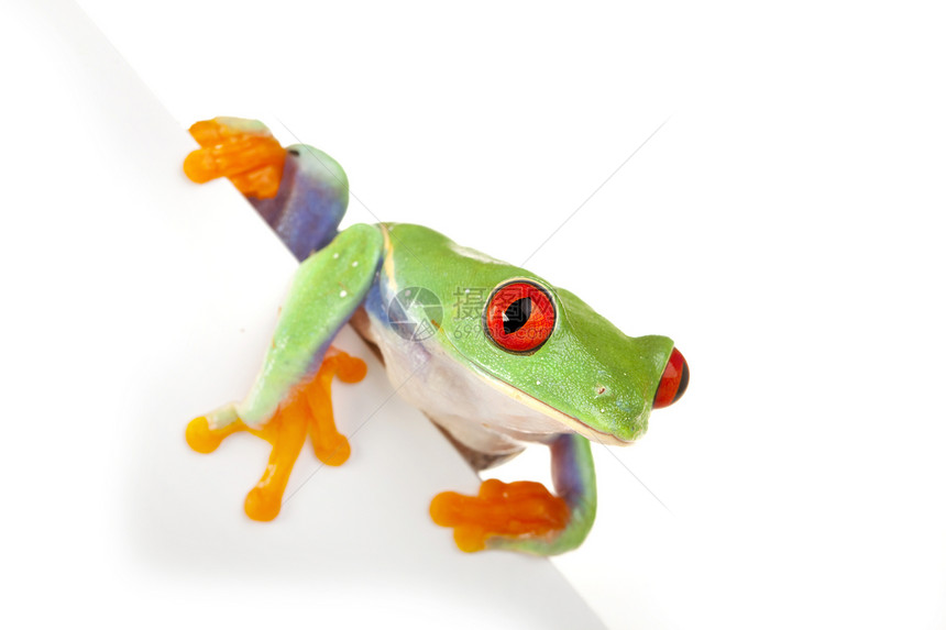 绿红眼青蛙动物宏观橙子绿色王子岩石公主白色石头两栖动物图片