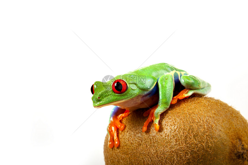 绿红眼青蛙树蛙动物宏观两栖动物绿色王子白色公主石头国王图片