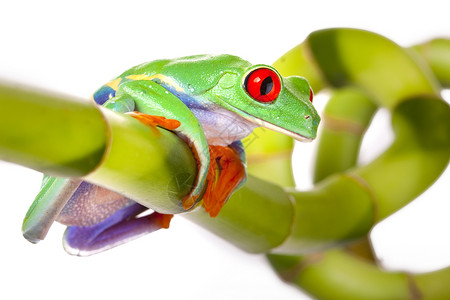 绿红眼青蛙环境白色两栖动物王子眼睛动物宏观橙子公主树蛙背景图片