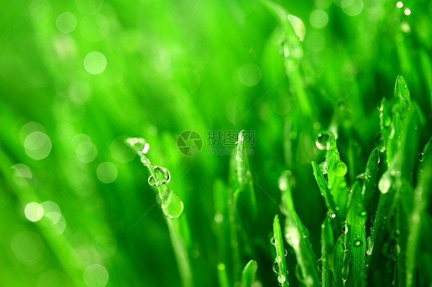 树本背景气候水滴宏观花园草本植物反射刀刃生长草地叶子图片