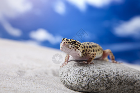 豹式Gecko隐藏石头蜥蜴环境岩石太阳壁虎背景图片