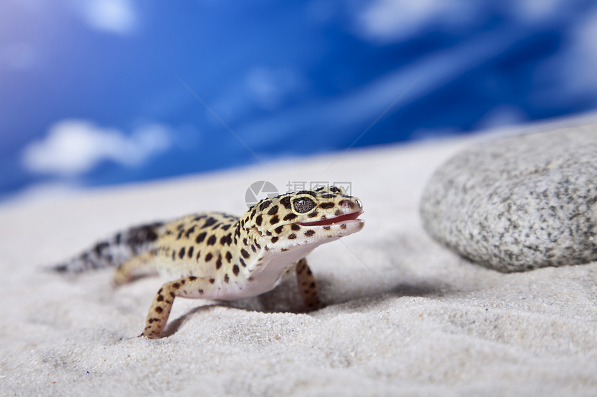 豹式Gecko环境石头太阳蜥蜴隐藏壁虎岩石图片