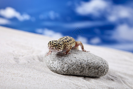 豹式Gecko环境壁虎太阳石头隐藏岩石蜥蜴背景图片