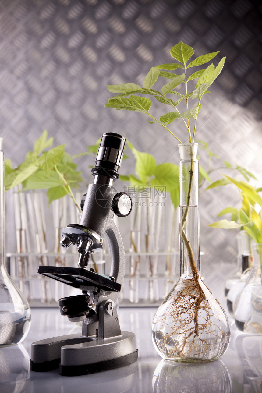 实验室中的植物 遗传科学叶子玻璃化学品药剂学生长学习试管化学植物群发芽图片