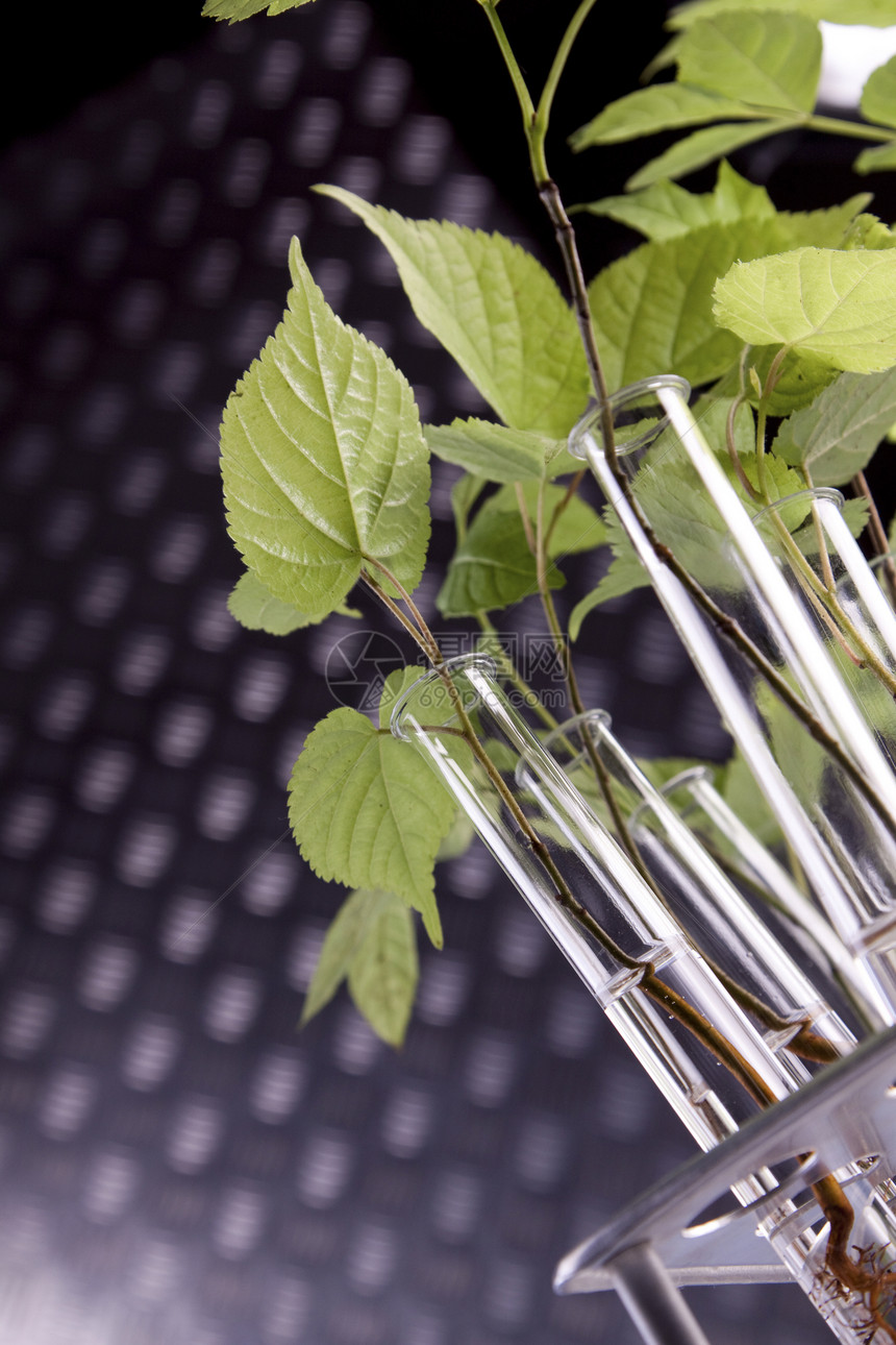 实验室中的植物 遗传科学微生物学种子测试试管叶子药剂学玻璃学习实验植物群图片