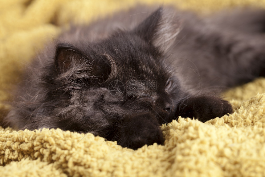 永海长毛猫哺乳动物眼睛条纹长发灰色胡须小猫猫科动物毛皮宠物图片