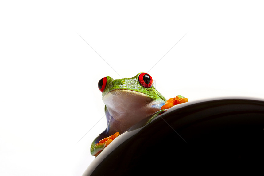 概念中的绿青蛙两栖动物眼睛宏观绿色好奇心白色动物石头王子公主图片