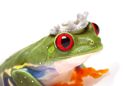 概念中的绿青蛙石头眼睛野生动物王子好奇心宏观环境绿色树蛙两栖动物背景图片
