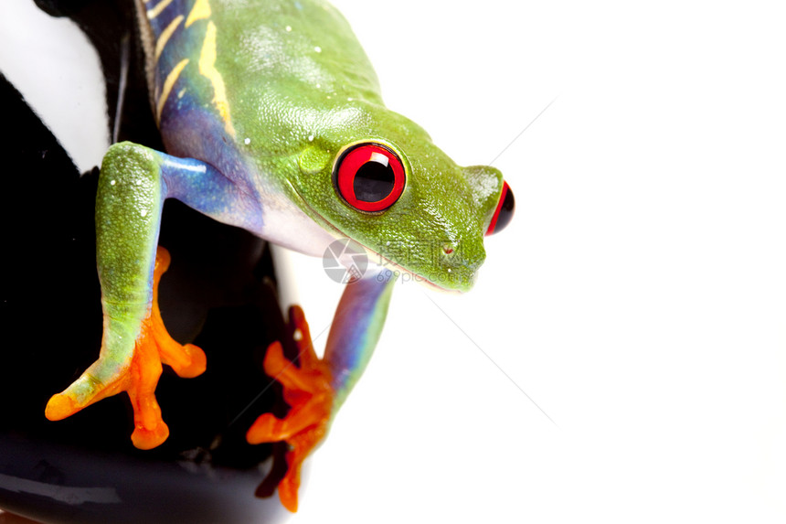 概念中的绿青蛙好奇心白色国王王子公主树蛙动物两栖动物绿色石头图片