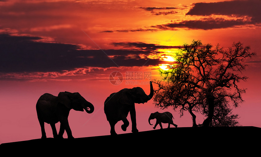 日落时大象家庭植物旅游团体母亲哺乳动物野生动物耳朵环境动物婴儿图片
