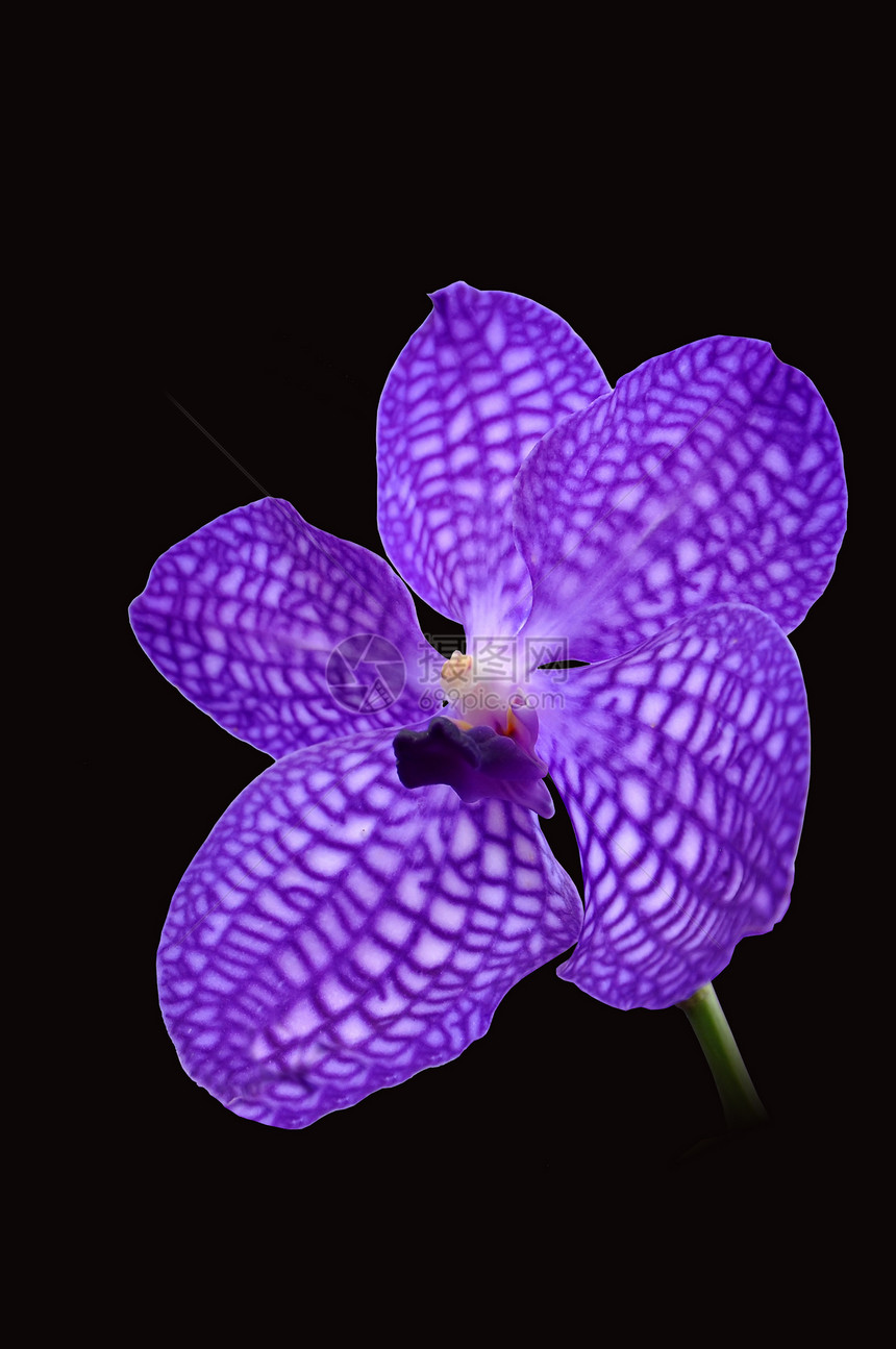 紫兰花礼物植物学生长植物群风格花束异国情调兰花花瓣图片