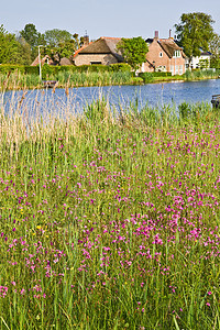 荷兰国家风景 春季有农庄奶牛野花草地农村阳光荒野兰花紫色菊花国家背景图片