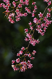 樱花花团体粉色绿色花瓣叶子背景图片
